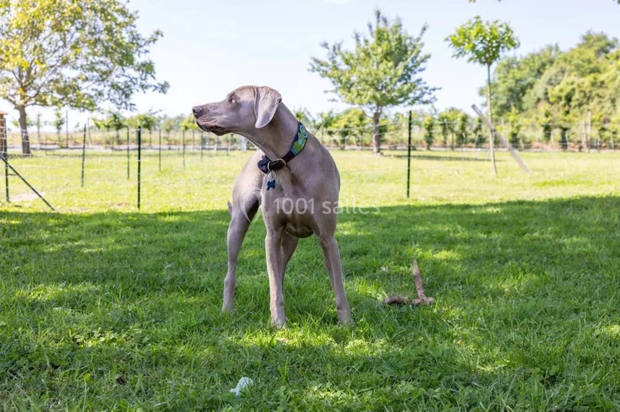 Chien gris debout sur une pelouse verte, regardant sur le côté, avec des arbres et une clôture en arrière-plan.