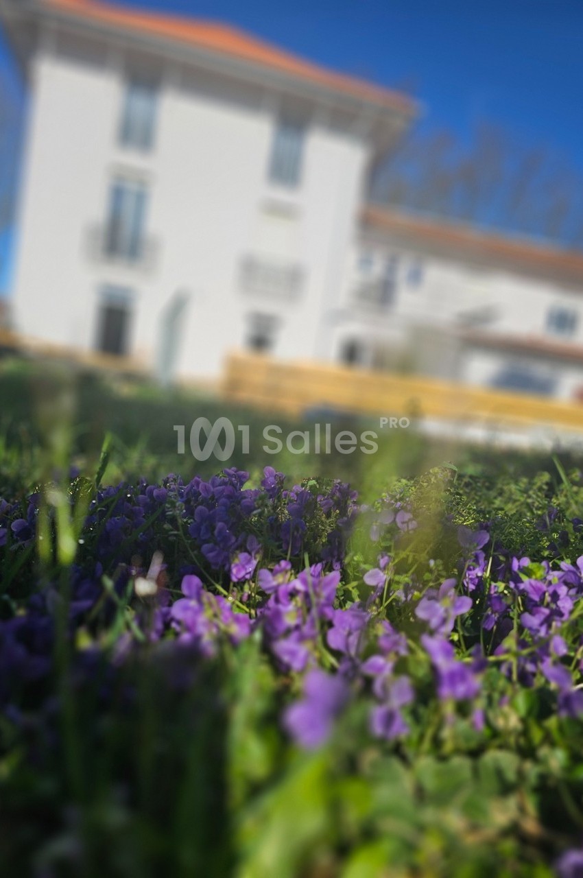 Fleurs violettes poussant dans l'herbe au premier plan, avec une maison blanche floue en arrière-plan.