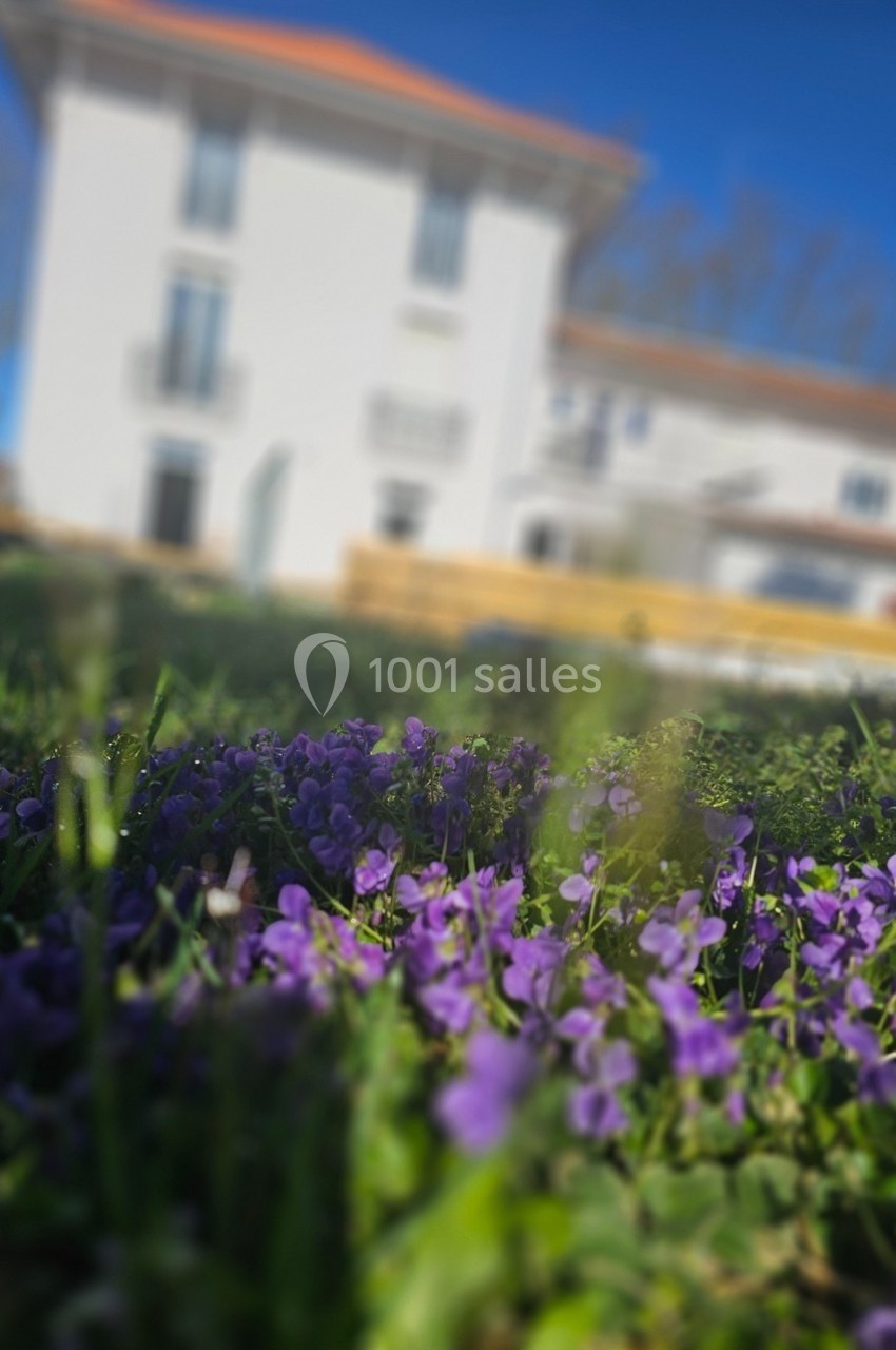 Fleurs violettes en gros plan dans l'herbe, avec une maison blanche floue en arrière-plan sous un ciel bleu.