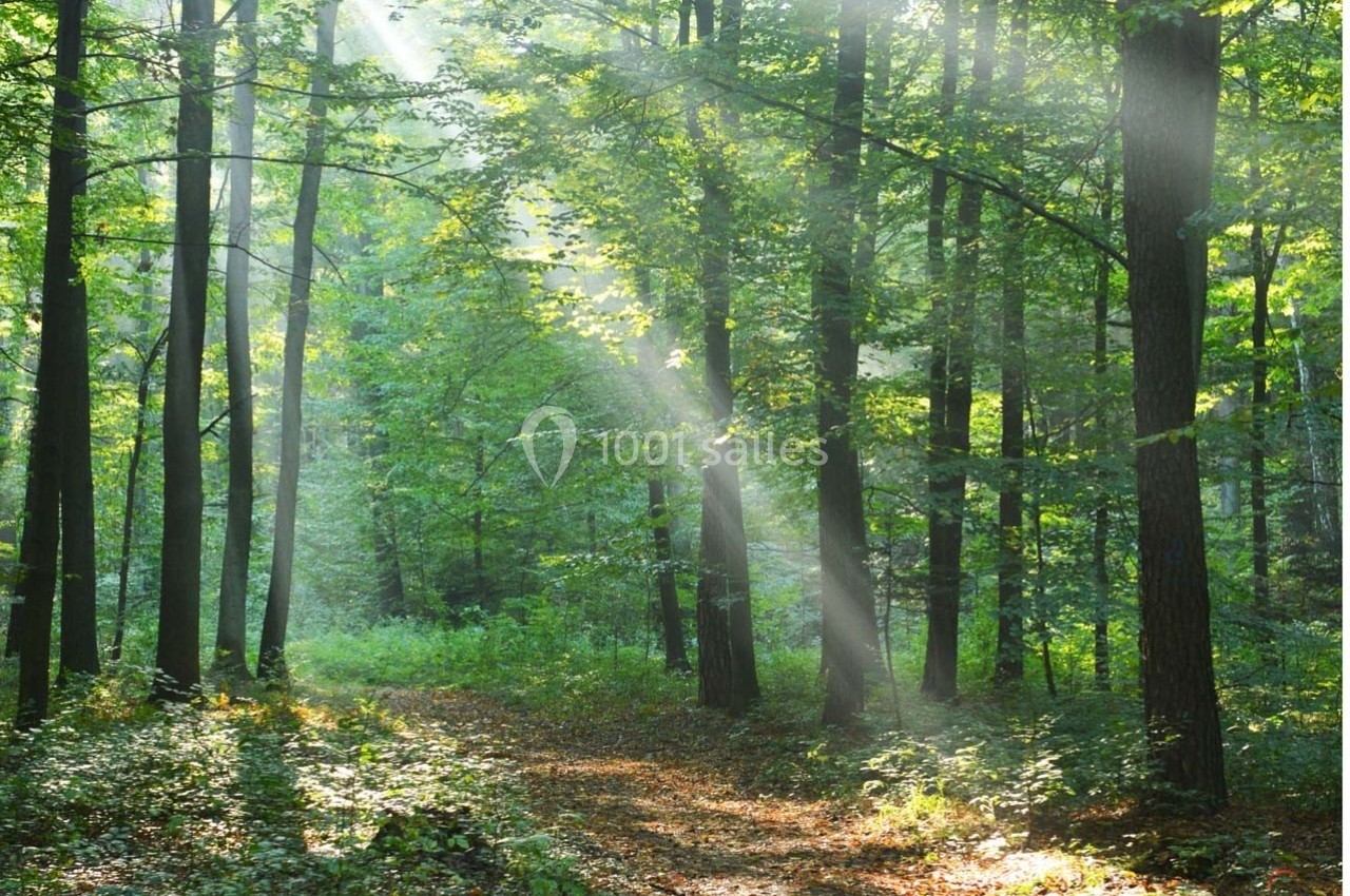 Rayons de soleil traversant les arbres dans une forêt verdoyante avec un sentier couvert de feuilles.