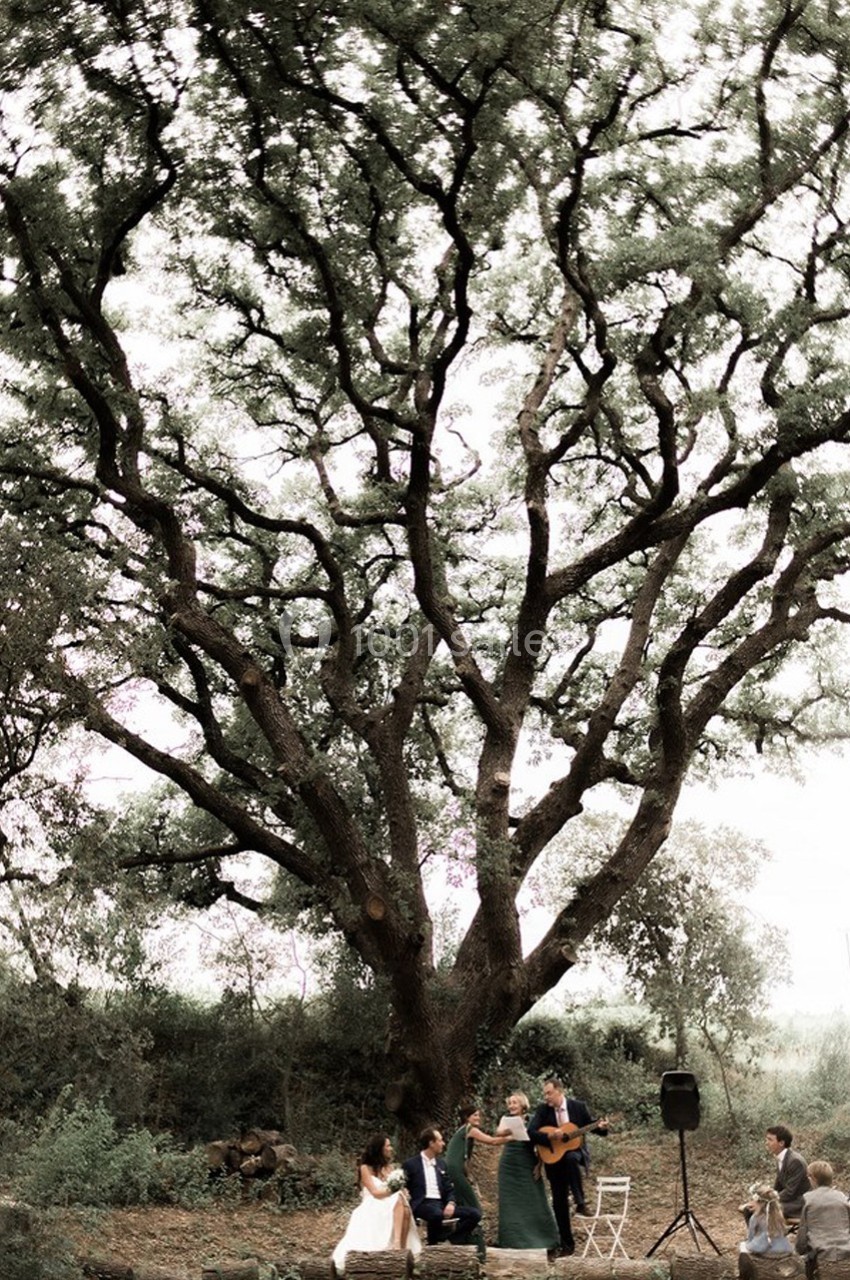 Un groupe de personnes joue de la musique et discute sous un grand arbre dans un cadre naturel.