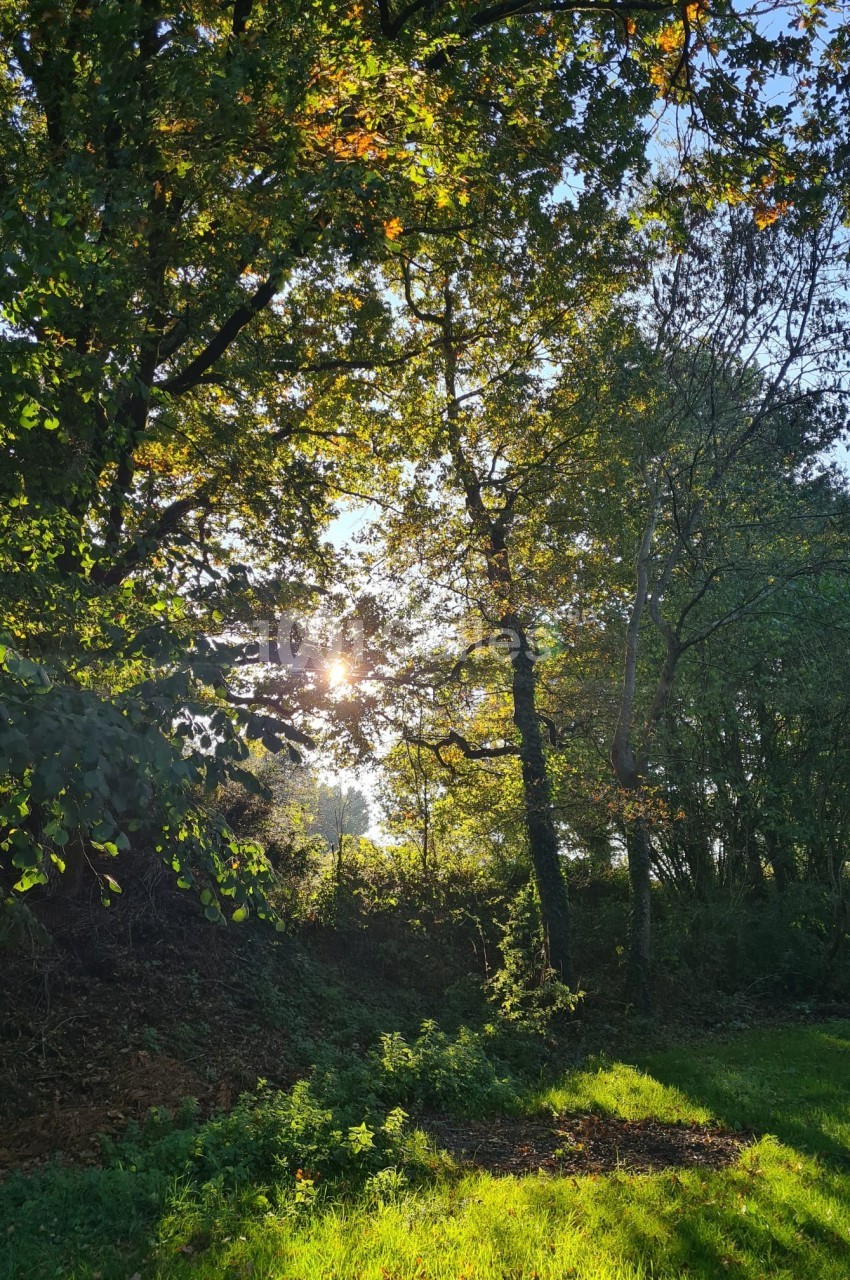 Sous-bois ensoleillé avec des arbres aux feuilles vertes et des rayons de lumière filtrant à travers le feuillage.
