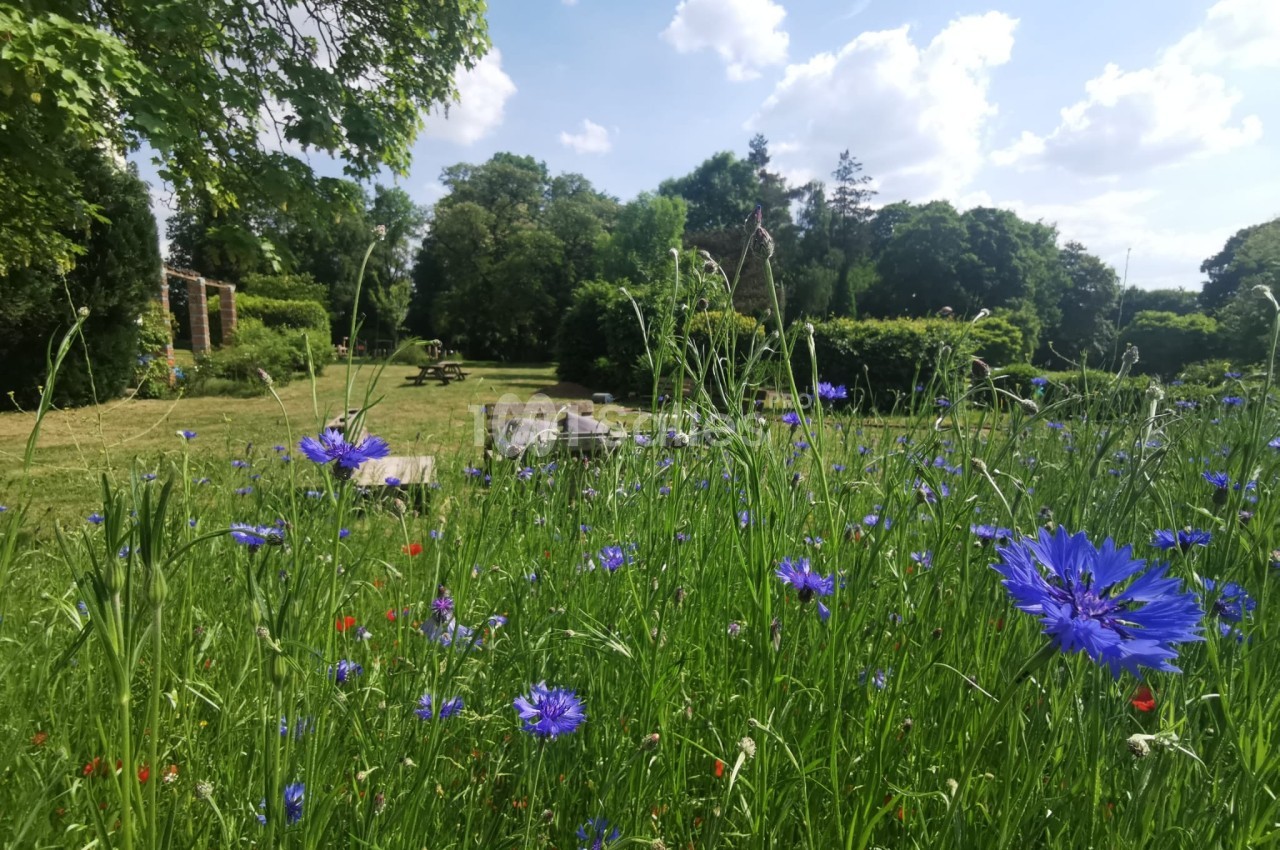 Champ fleuri avec des bleuets au premier plan, arbres et ciel bleu parsemé de nuages en arrière-plan.