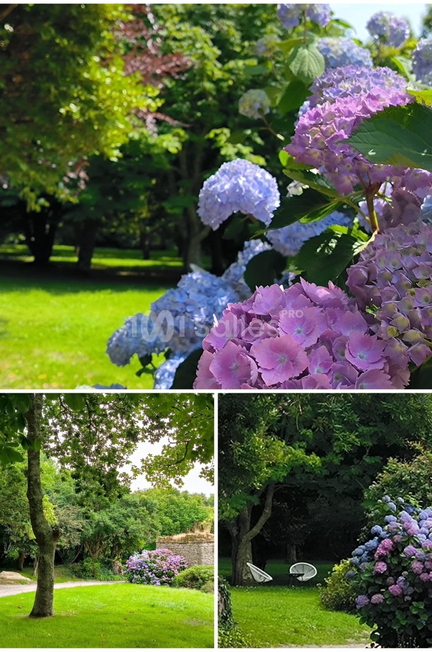 Hortensias colorés en fleurs dans un jardin verdoyant, entourés d'arbres et de pelouses sous un ciel lumineux.