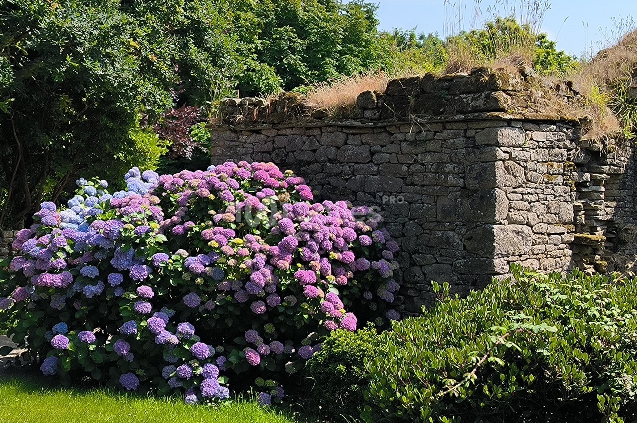 Massif d'hortensias colorés devant un mur en pierre ancienne entouré de verdure.