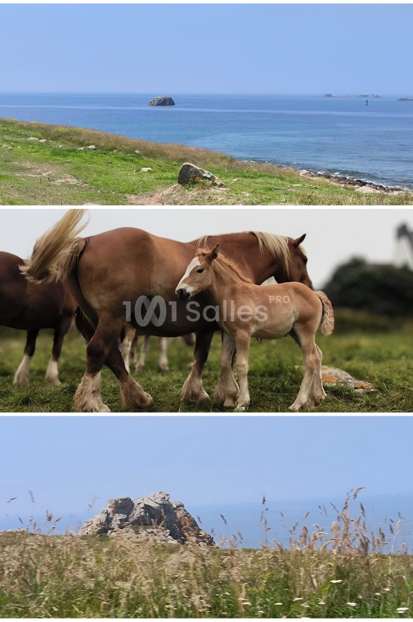 1. Vue sur une côte rocheuse avec la mer bleue en arrière-plan. 2. Jument et son poulain debout dans un pré verdoyant. 3…