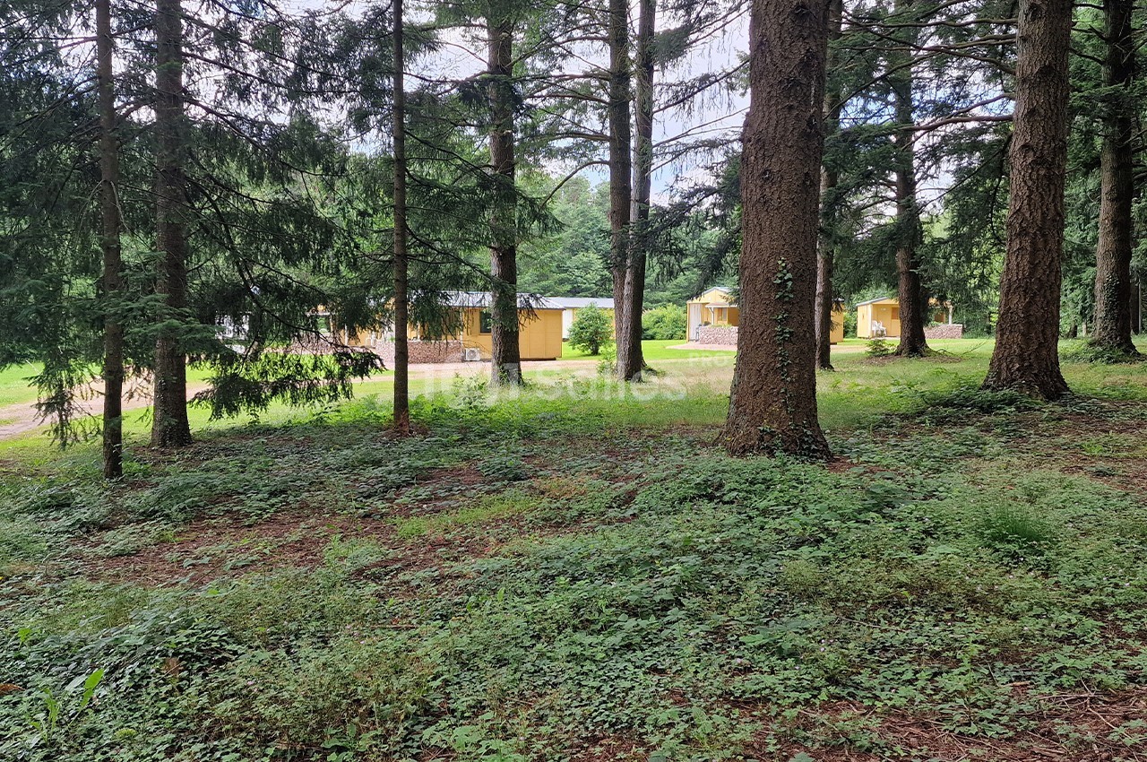 Vue d'un sous-bois avec des arbres et des chalets jaunes visibles en arrière-plan.