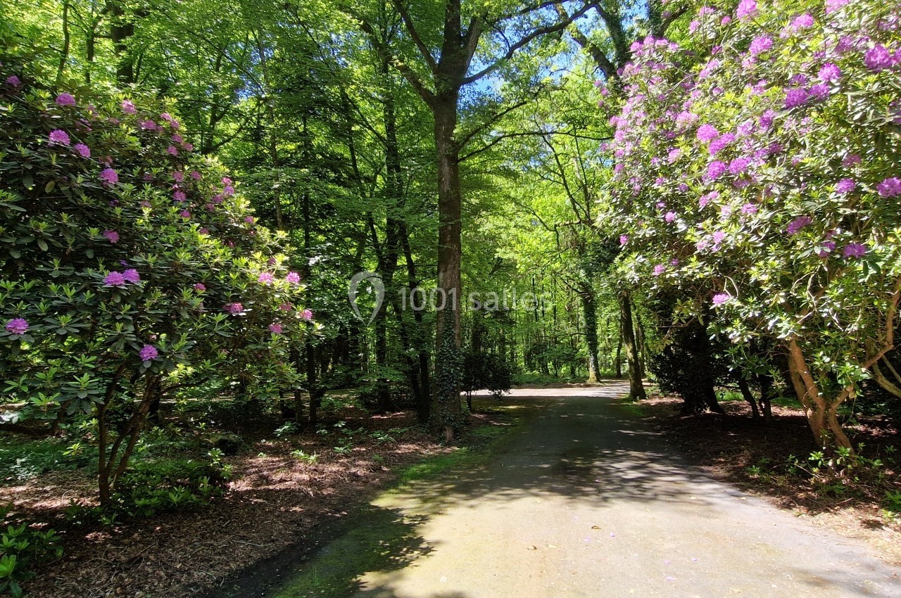 Chemin ombragé bordé de grands arbres et de buissons fleuris de fleurs violettes dans un parc verdoyant.