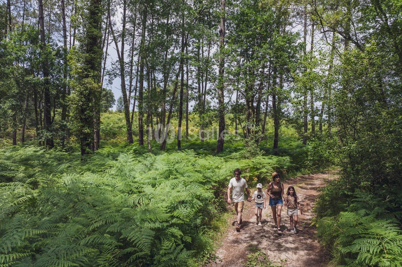 Une famille marche sur un sentier forestier entouré de fougères et d'arbres sous un ciel dégagé.