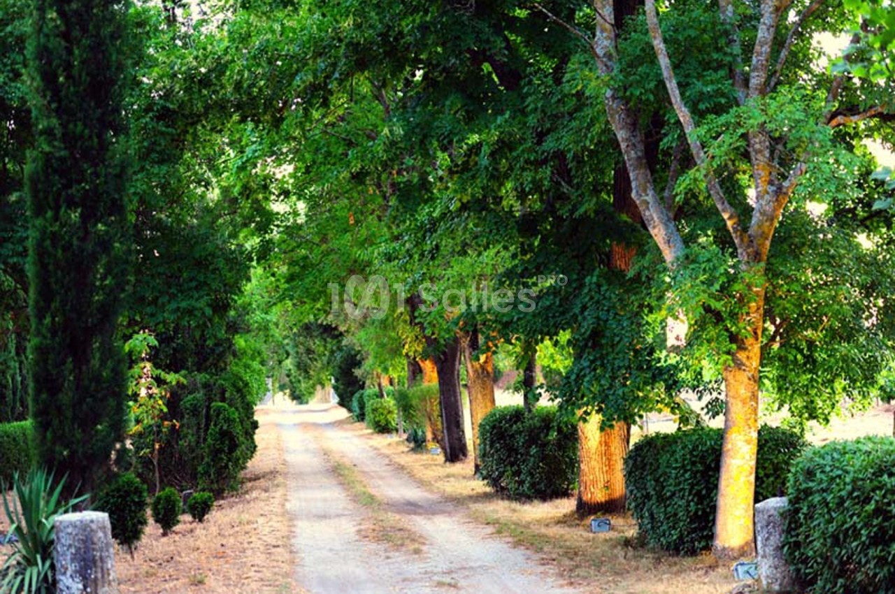 Chemin de terre bordé d'arbres et de haies verdoyantes sous une lumière douce en fin de journée.