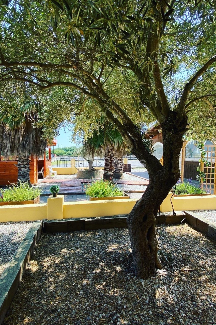 Arbre au tronc noueux dans un jardin ensoleillé, entouré de graviers, de plantes et de structures en bois.