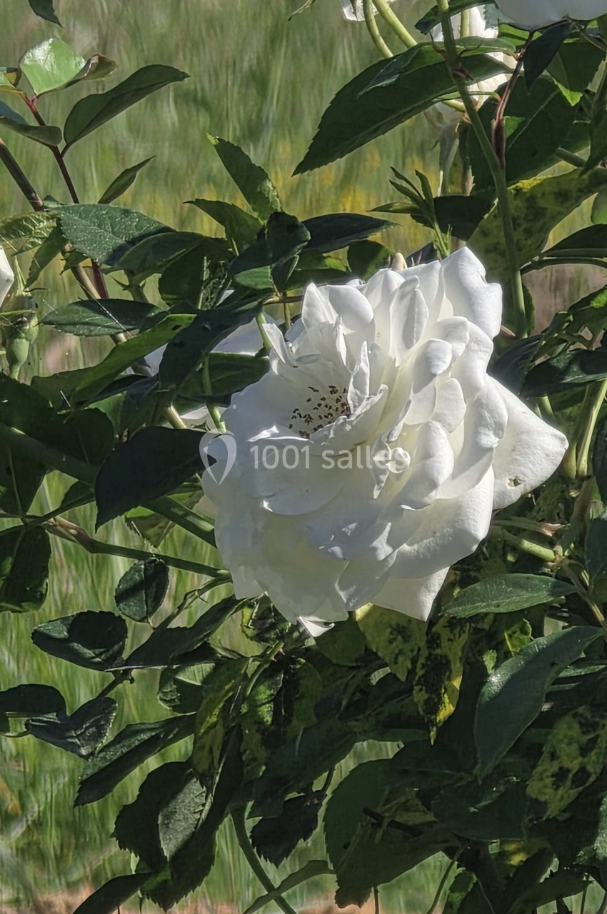 Une rose blanche épanouie entourée de feuilles vertes sous une lumière naturelle.
