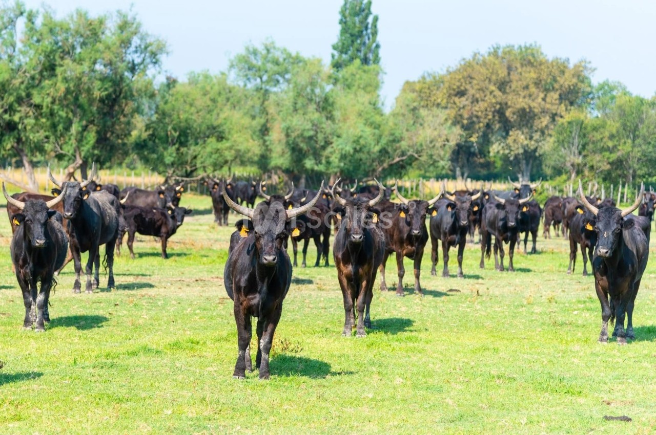 Un troupeau de taureaux noirs dans un pré verdoyant, entouré d'arbres et de végétation.