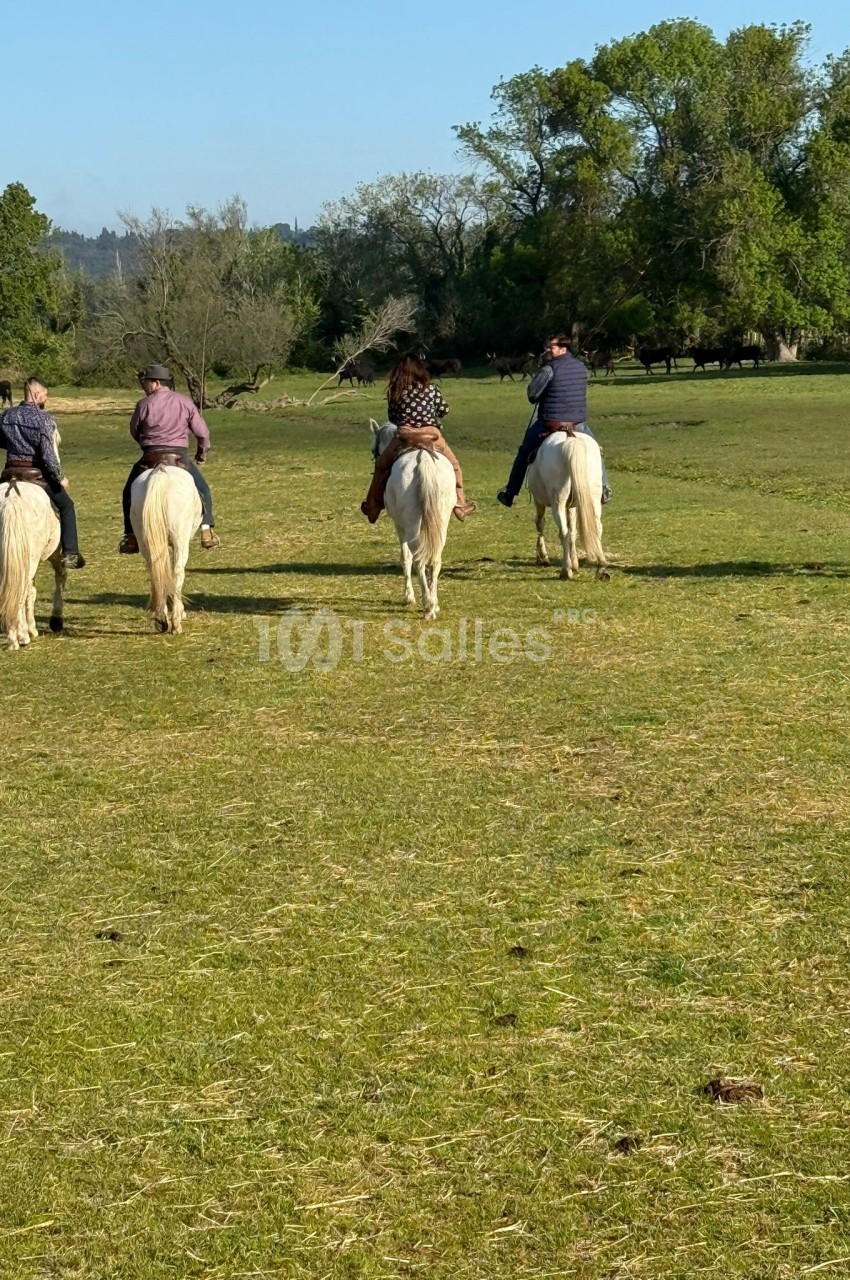 Quatre personnes à cheval, vues de dos, traversant une prairie verdoyante par une journée ensoleillée.