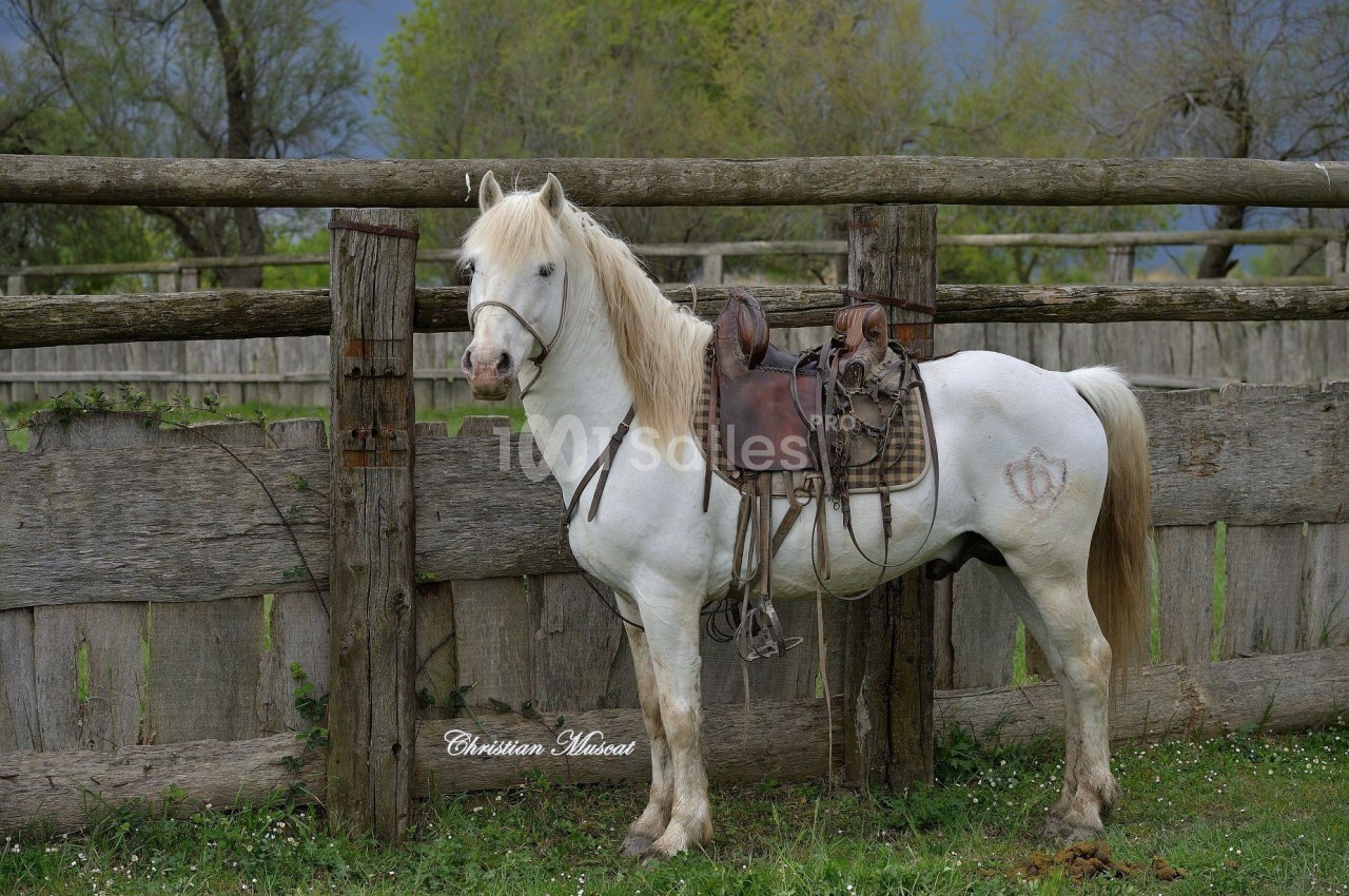 Cheval blanc sellé attaché à une clôture en bois, dans un environnement rural avec des arbres en arrière-plan.