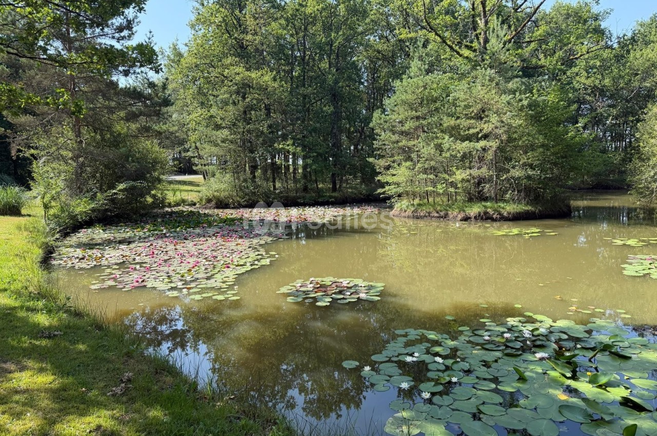 Étang entouré d'arbres, couvert de nénuphars avec des fleurs roses flottant à la surface.