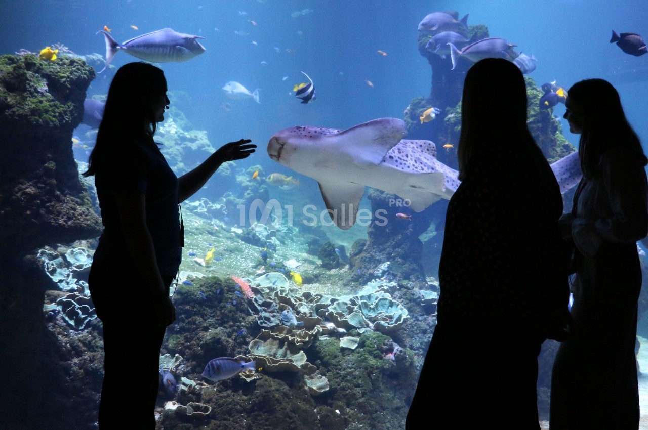 Silhouettes de trois personnes observant un requin et d'autres poissons dans un grand aquarium.