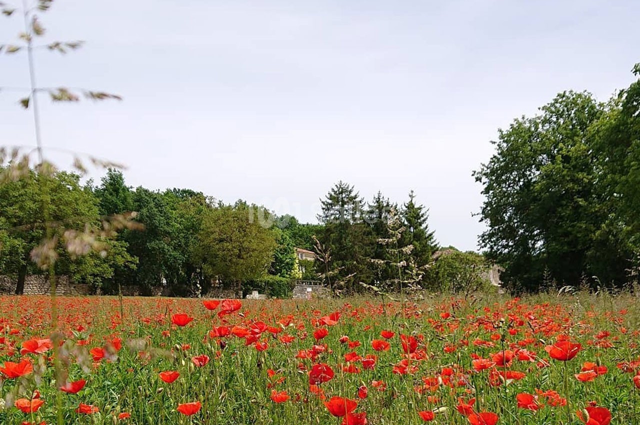 Champ de coquelicots rouges sous un ciel clair, entouré d'arbres et d'une maison visible à l'arrière-plan.