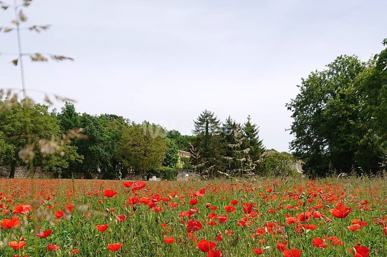 Champ de coquelicots rouges sous un ciel clair, entouré d'arbres et d'une maison visible à l'arrière-plan.