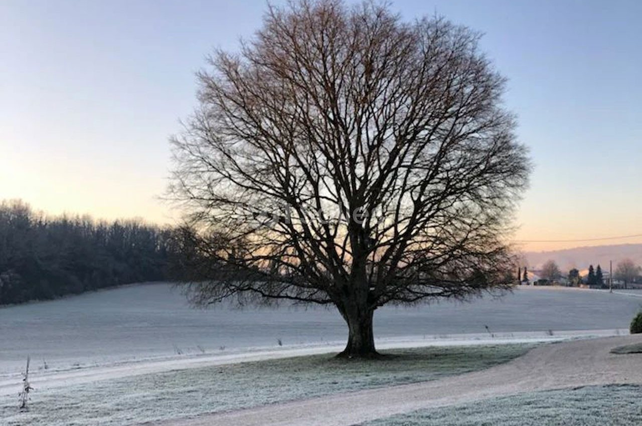 Arbre solitaire sans feuilles dans un champ givré au lever du jour, avec un chemin et des arbres en arrière-plan.