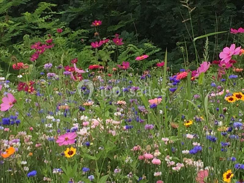 Prairie fleurie avec des fleurs sauvages colorées, incluant des cosmos roses et d'autres variétés sur fond de verdure.