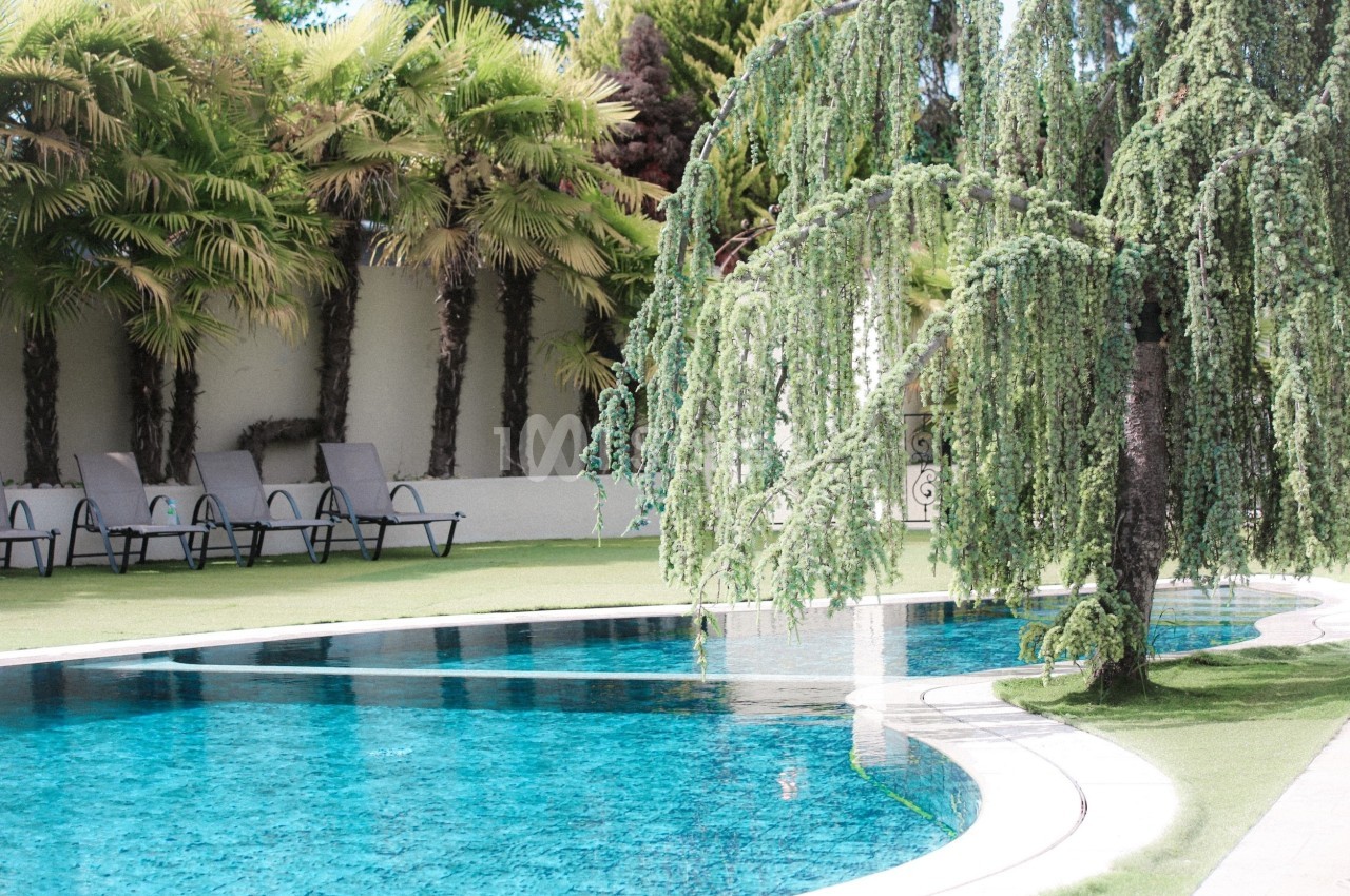 Piscine extérieure entourée de chaises longues, de pelouse et d'arbres, dont un saule pleureur au premier plan.