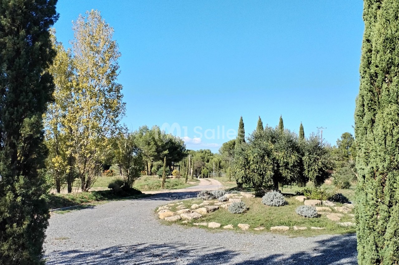 Chemin gravillonné bordé d'arbres et de végétation méditerranéenne sous un ciel bleu dégagé.