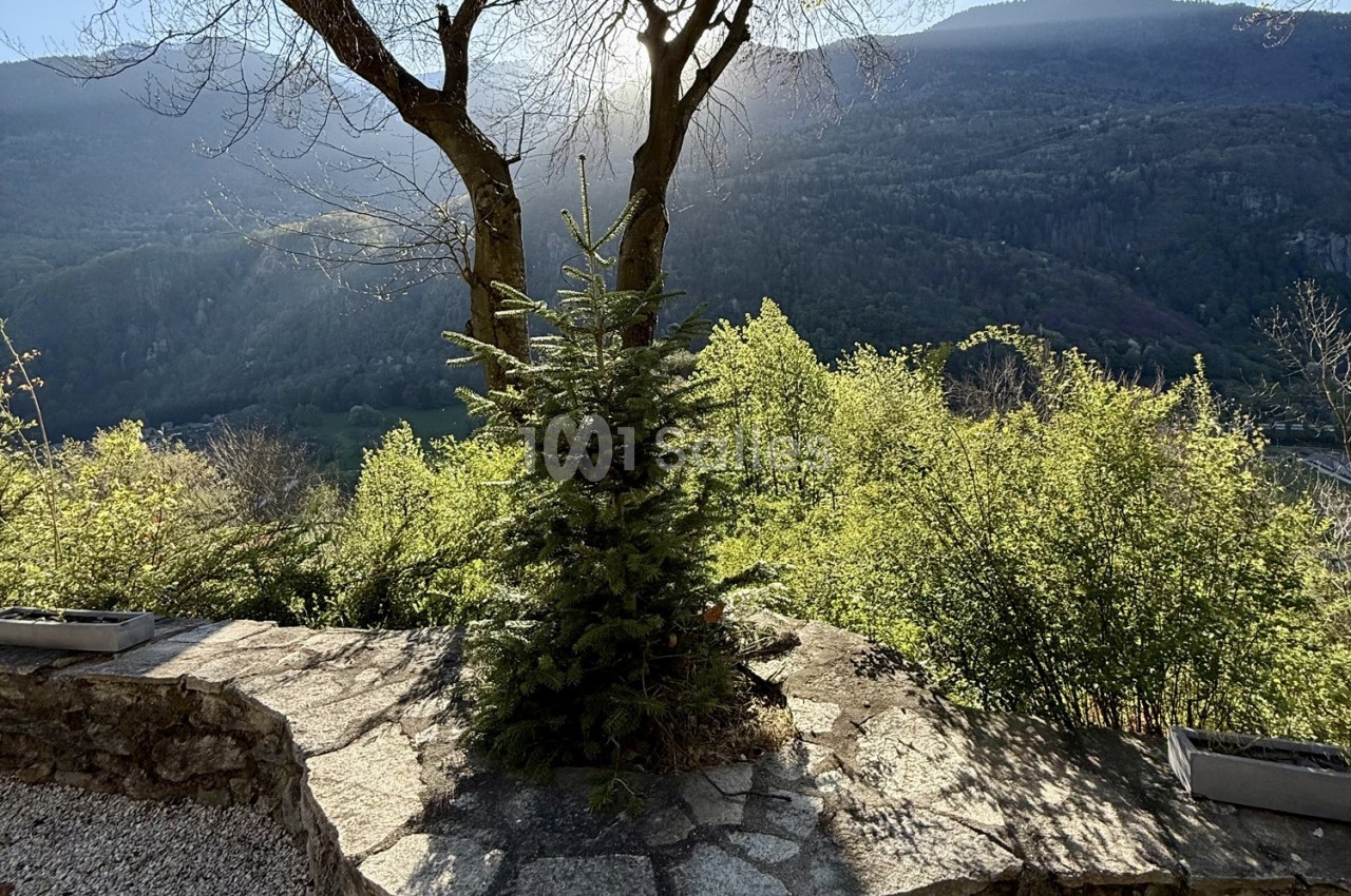 Un petit sapin sur une terrasse en pierre, entouré de végétation, avec une vue sur des montagnes ensoleillées.