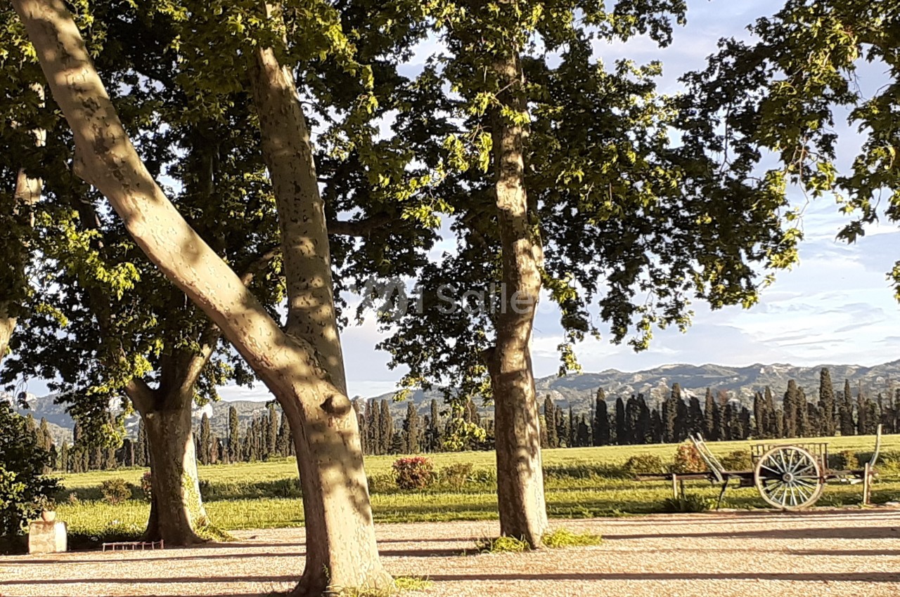 Allée ombragée par de grands arbres avec vue sur un champ, des collines et une charrette en arrière-plan.