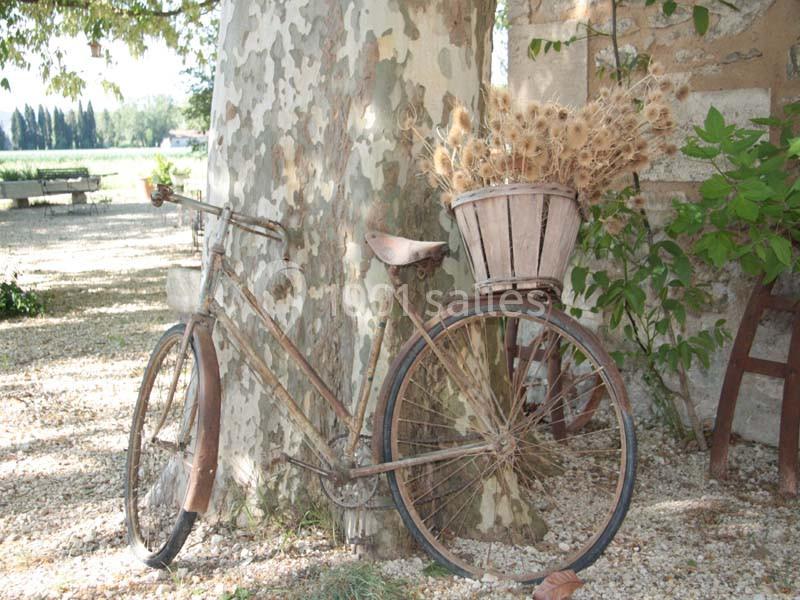 Vélo ancien appuyé contre un arbre, avec un panier rempli de fleurs séchées, dans un cadre rural ensoleillé.