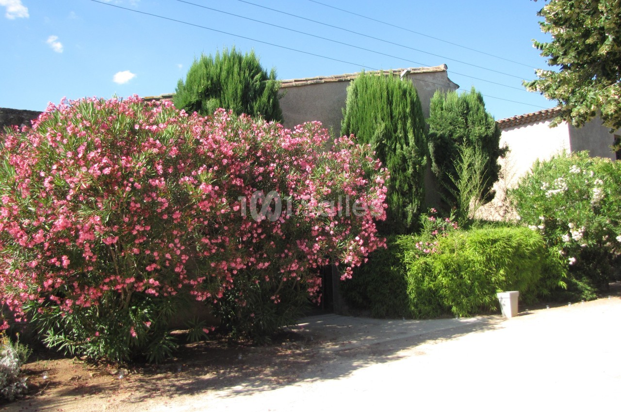 Jardin avec des lauriers roses en fleurs, des arbres verts et une maison en arrière-plan sous un ciel dégagé.