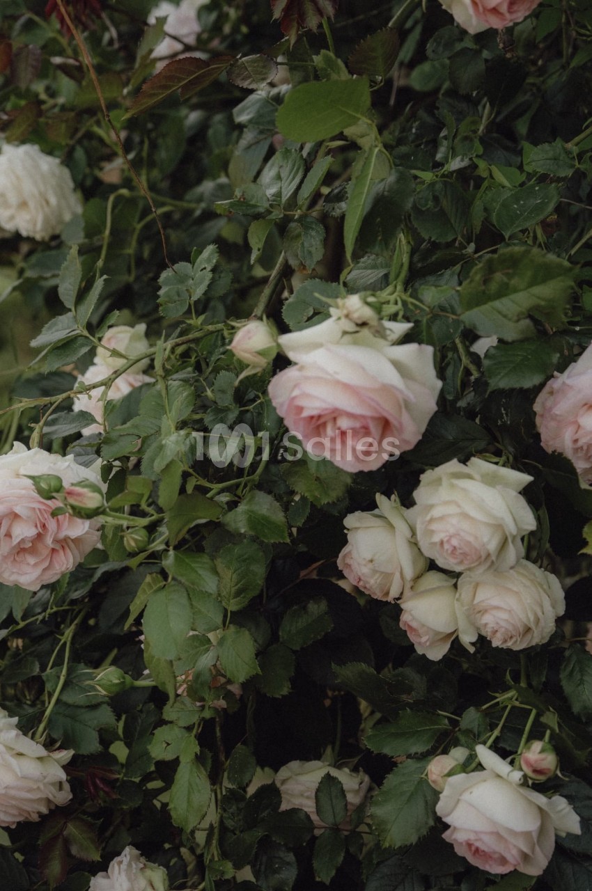 Roses blanches et roses pâles en pleine floraison sur un buisson dense de feuilles vertes.
