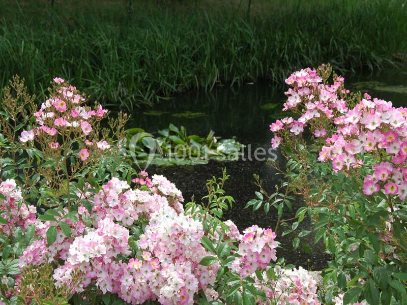 Château de Beauvoir - galerie - photo 16