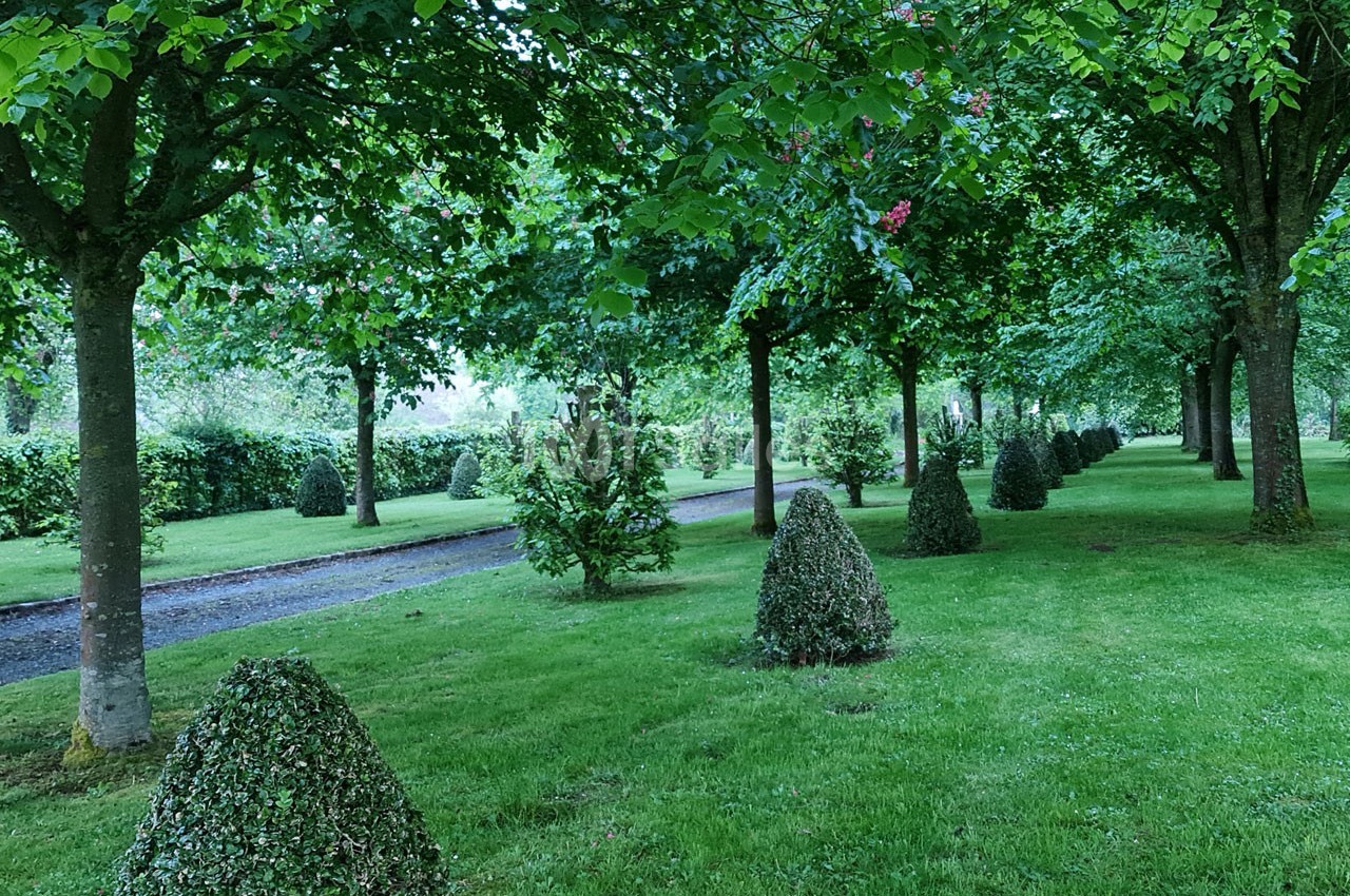 Allée bordée d'arbres et de buissons taillés, entourée d'une pelouse verte dans un parc.