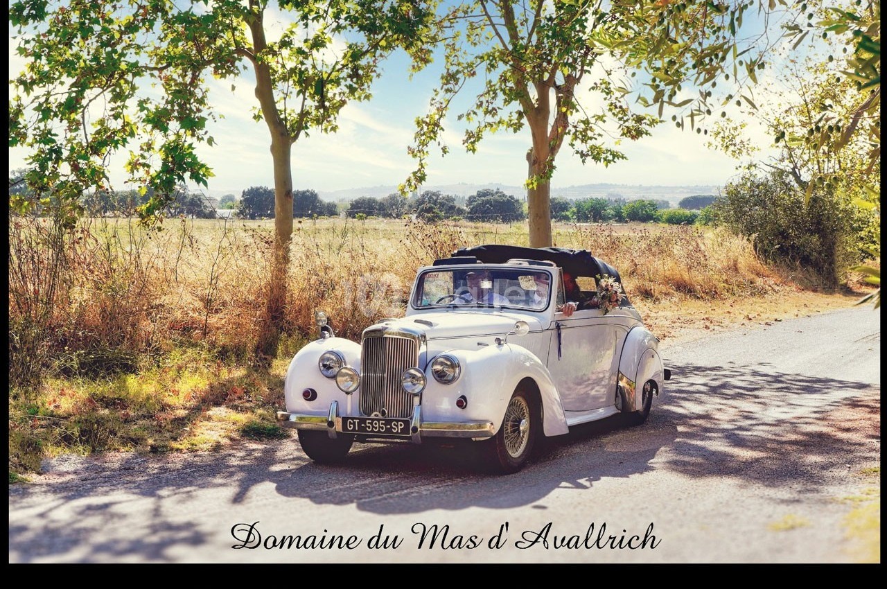 Voiture ancienne décapotable blanche sur une route de campagne bordée d'arbres, par une journée ensoleillée.