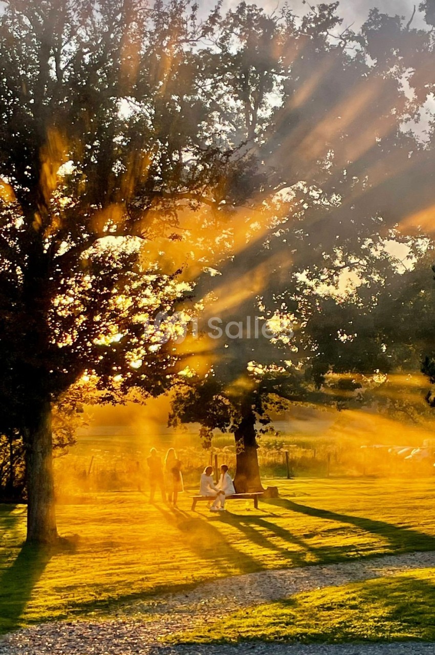 Rayons de soleil perçant à travers des arbres au coucher du soleil, avec des personnes assises sur un banc.