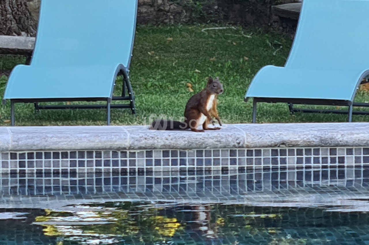 Un écureuil assis sur le bord d'une piscine, avec des chaises longues et de l'herbe en arrière-plan.