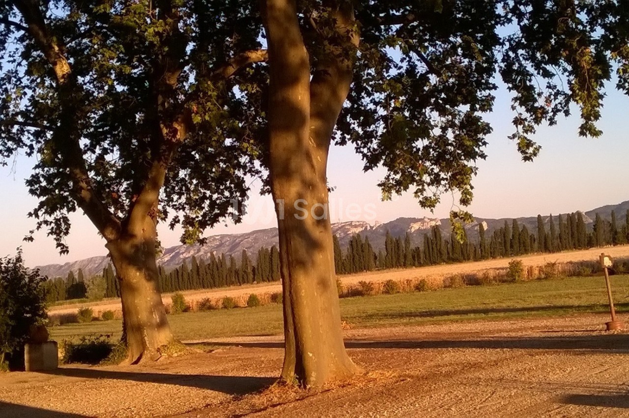 Deux grands arbres bordent un chemin en gravier, avec des champs, des cyprès et des montagnes en arrière-plan.
