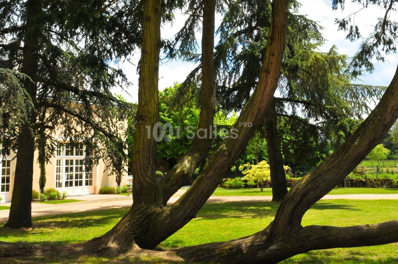 Arbres aux troncs inclinés sur une pelouse, avec un bâtiment aux grandes fenêtres et un jardin en arrière-plan.