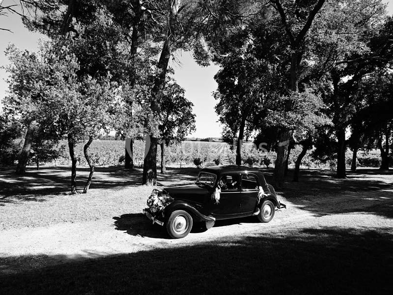 Voiture ancienne noire décorée pour un mariage, stationnée sur un chemin ombragé entouré d'arbres et de vignes.