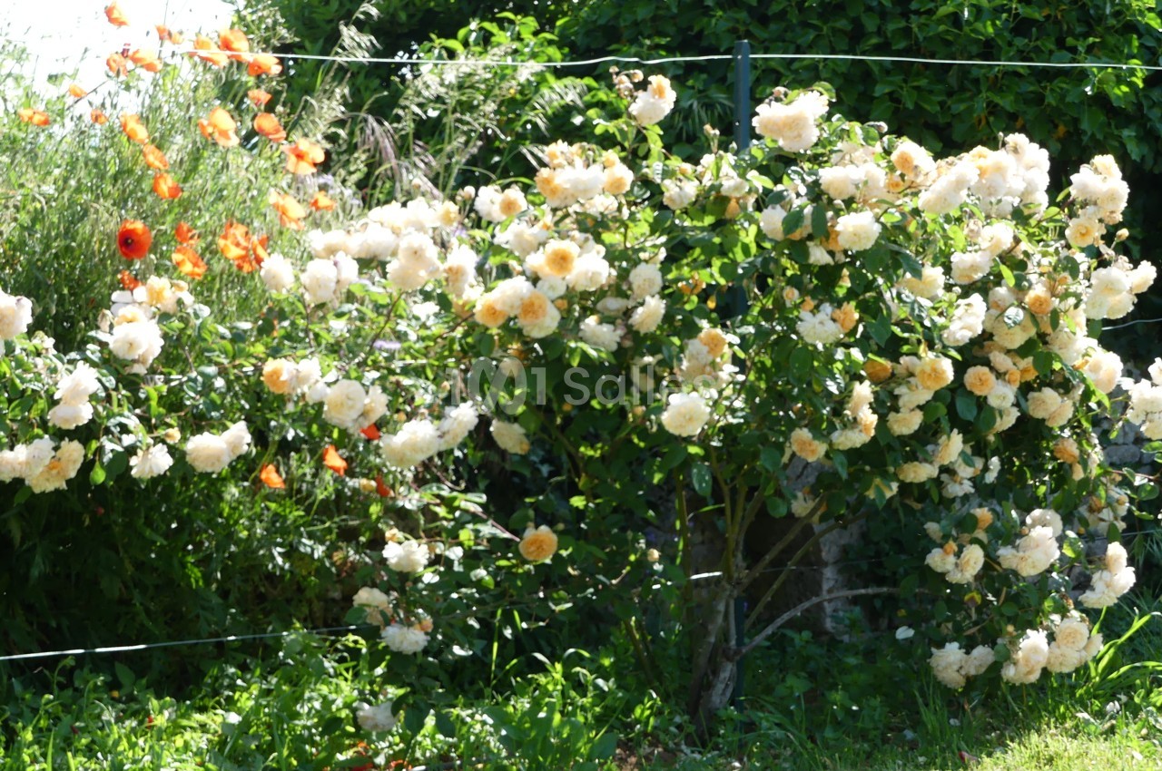 Rosier en fleurs avec des roses blanches et jaunes, entouré de végétation et de coquelicots dans un jardin.
