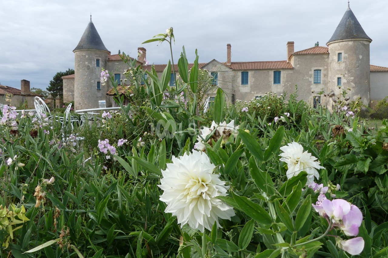 Jardin fleuri avec des dahlias blancs et des pois de senteur devant un château aux tours coniques sous un ciel nuageux.
